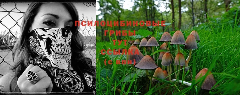 Галлюциногенные грибы Magic Shrooms  где продают   Гуково 